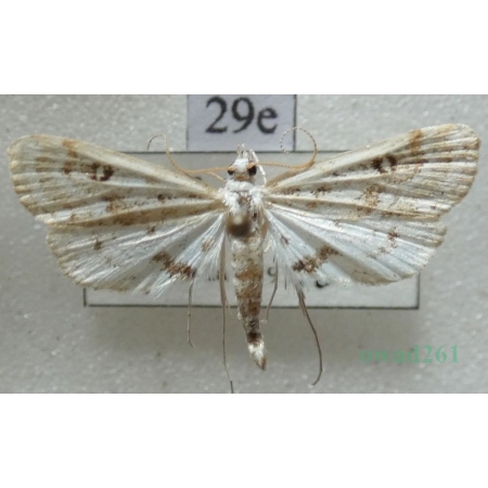Parapoynx stratiotata (Linnaeus, 1758) Nimfa osoczanka Slovakia29e